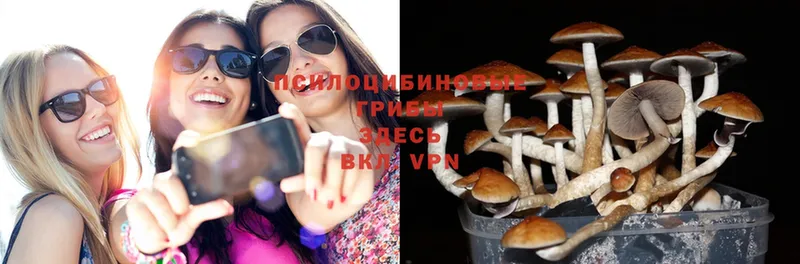 Псилоцибиновые грибы Magic Shrooms  shop какой сайт  Покачи  купить наркоту 